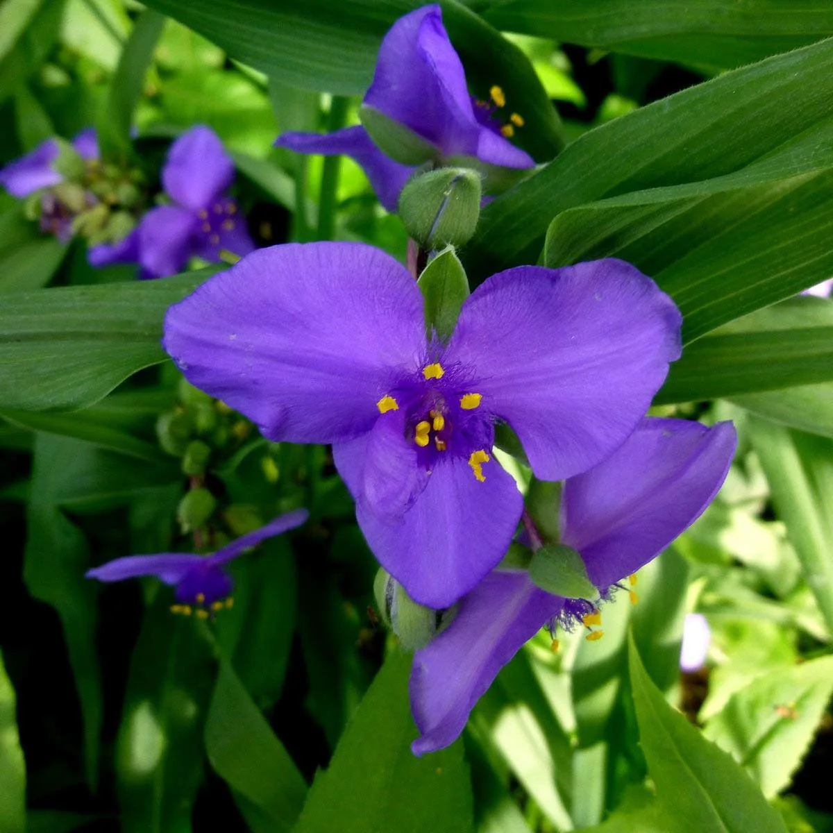 Tradescantia virginiana (Virginia Spiderwort) — The Natural Garden